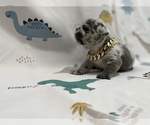 Small Photo #14 French Bulldog Puppy For Sale in NEWARK, NJ, USA
