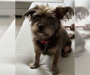 Mutt Dogs for adoption in Katy, TX, USA