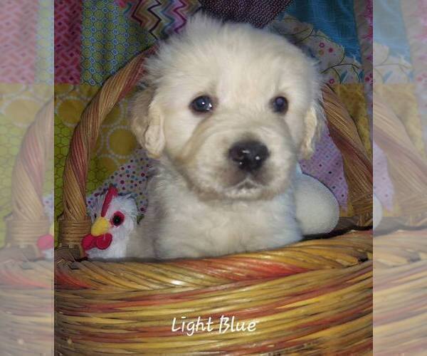 Medium Photo #3 English Cream Golden Retriever Puppy For Sale in CLANTON, AL, USA
