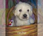 Small #2 English Cream Golden Retriever