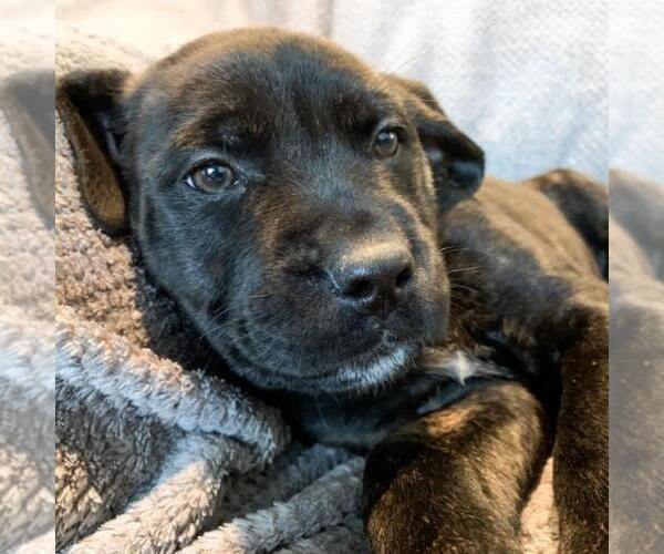 Medium Photo #3 Cane Corso Puppy For Sale in SEATTLE, WA, USA