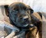 Small Photo #3 Cane Corso Puppy For Sale in SEATTLE, WA, USA