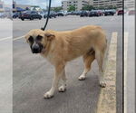 Small #4 Anatolian Shepherd-German Shepherd Dog Mix