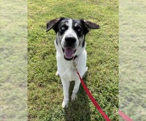 Border Collie-Unknown Mix Dogs for adoption in Corpus Christi, TX, USA