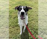 Small Border Collie Mix