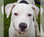 Small #1 American Staffordshire Terrier-Labrador Retriever Mix