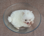 Small Photo #17 Pomeranian Puppy For Sale in WEST PALM BEACH, FL, USA