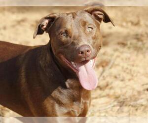 Labrador Retriever-Unknown Mix Dogs for adoption in Tallahassee, FL, USA