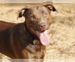 Small Labrador Retriever Mix
