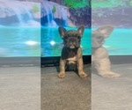 Small Photo #4 French Bulldog Puppy For Sale in PERRIS, CA, USA