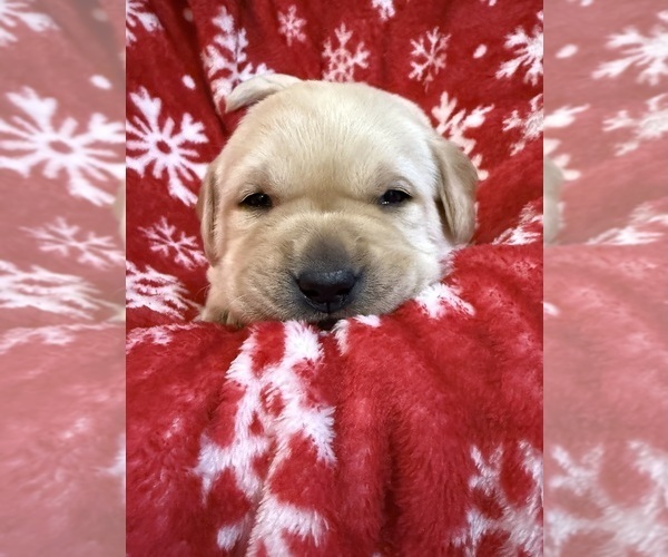 Medium Photo #16 Labrador Retriever Puppy For Sale in LELAND, NC, USA