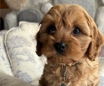 Puppy 3 Cockalier-Poodle (Miniature) Mix
