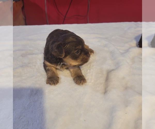 Medium Photo #1 Yorkshire Terrier Puppy For Sale in New Haven, CT, USA