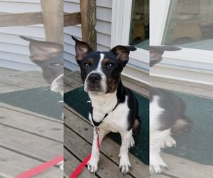 MAGGIE (SHIRLEY  - Boston Terrier mix) - Female Boston Terrier Dog for Adoption - Photo #2