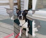 Small #1 Boston Terrier