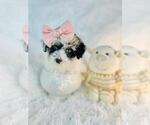 Puppy Puppy 10 Poodle (Toy)
