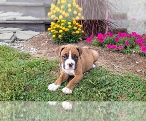 Boxer Puppy for sale in SHILOH, OH, USA
