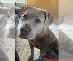 Mutt Dogs for adoption in St. Louis Park, MN, USA