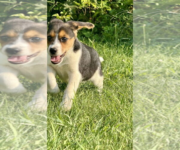 Medium Photo #1 Beagle-Unknown Mix Puppy For Sale in Springdale, PA, USA