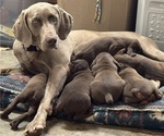 Small #10 Vizsla-Weimaraner Mix