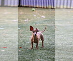 Small #4 Dachshund Mix