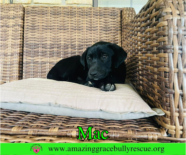 Medium Photo #6 Labrador Retriever-Unknown Mix Puppy For Sale in Milton, FL, USA