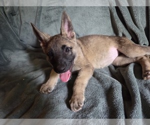 Medium Australian Shepherd-German Shepherd Dog Mix