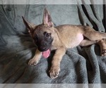 Puppy 1 Australian Shepherd-German Shepherd Dog Mix