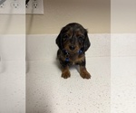 Small #9 Dachshund