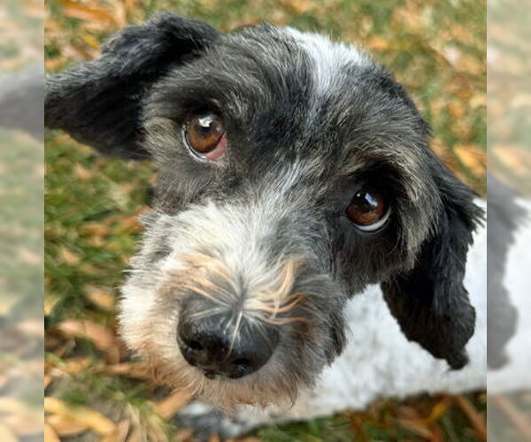 Medium Photo #4 Mutt Puppy For Sale in Arlington, VA, USA