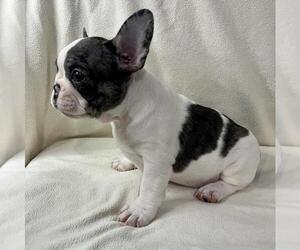 French Bulldog Puppy for sale in CHESAPEAKE, VA, USA