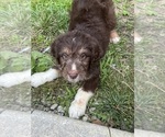 Small #4 Aussiedoodle-Bernedoodle Mix