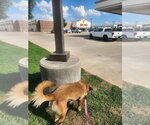 Small Photo #4 Mutt Puppy For Sale in Imlay City, MI, USA