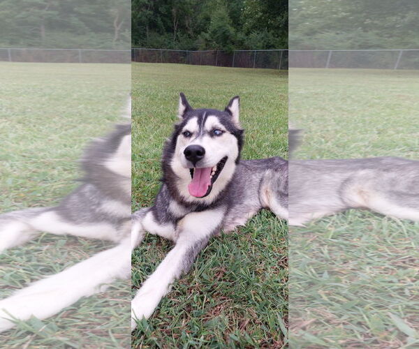 Medium Photo #4 Siberian Husky Puppy For Sale in Cumming, GA, USA