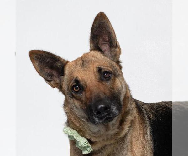 Medium Photo #2 German Shepherd Dog Puppy For Sale in Santa Maria, CA, USA