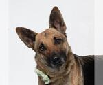 Small #1 German Shepherd Dog