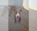 Small #1 Mutt