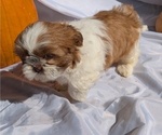 Small #4 Shih Tzu