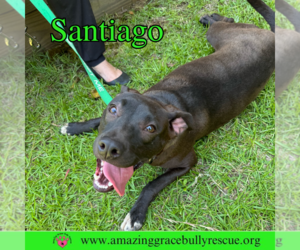Labrador Retriever-Unknown Mix Dogs for adoption in Milton, FL, USA