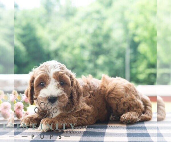 Medium Photo #6 Cavapoo (Miniature) Puppy For Sale in DORNSIFE, PA, USA