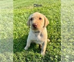 Puppy Olive Labrador Retriever