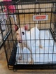 Small Photo #145 Bull Terrier Puppy For Sale in JACKSON, MI, USA