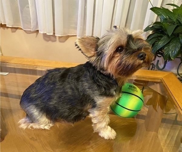 Medium Photo #1 Yorkshire Terrier Puppy For Sale in OAK LAWN, IL, USA