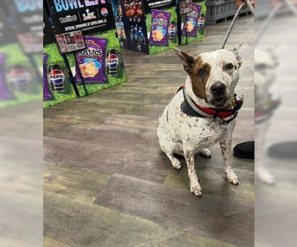 Medium Photo #2 Mutt Puppy For Sale in Cliffwood, NJ, USA