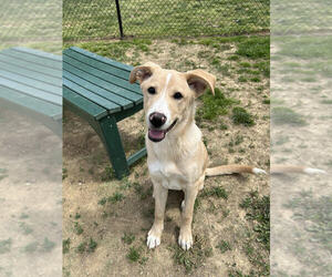 Labrador Retriever Dogs for adoption in Evansville, IN, USA