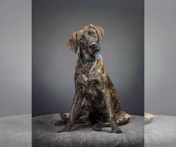 Medium Photo #2 Labrador Retriever-Unknown Mix Puppy For Sale in Palatine/Kildeer/Buffalo grove, IL, USA