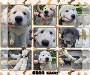 Anatolian Shepherd-Maremma Sheepdog Mix Litter for sale in DANVILLE, IN, USA