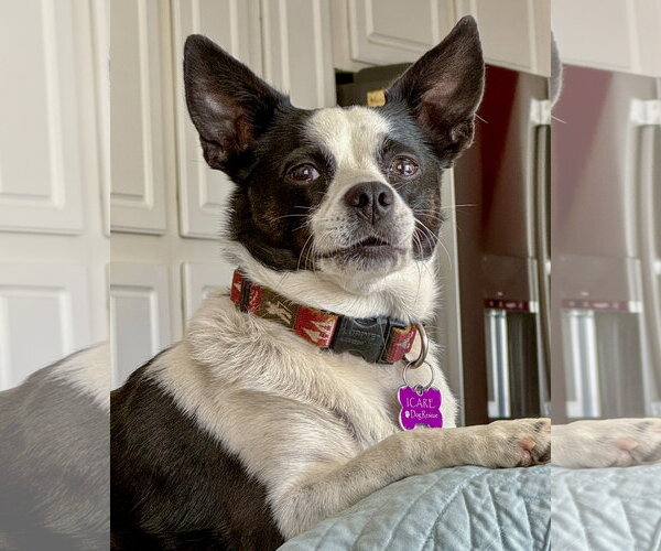 Medium Photo #6 Rat Terrier-Unknown Mix Puppy For Sale in Corona, CA, USA