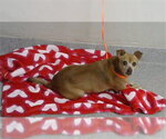 Small Chihuahua Mix