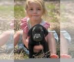 Small Photo #18 Labrador Retriever Puppy For Sale in BONAIRE, GA, USA